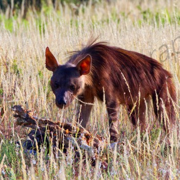 Brown Hyena at a carcass