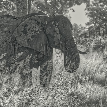 Elephant in the camp
