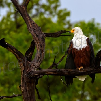 African Fish Eagle in the rain