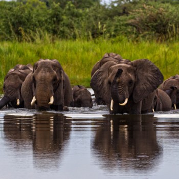 Elephant herd wading through a river at Third Bridge