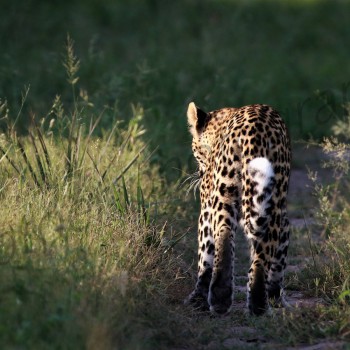 Leopard doing his rounds