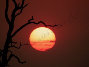 Morning sun hanging in the tree