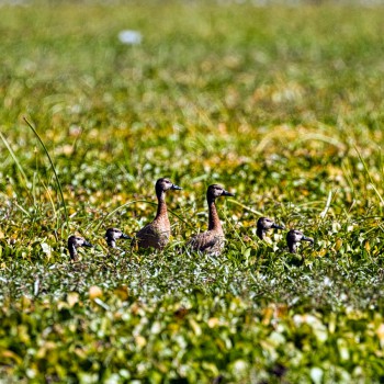 Fulvous Whistling Duck