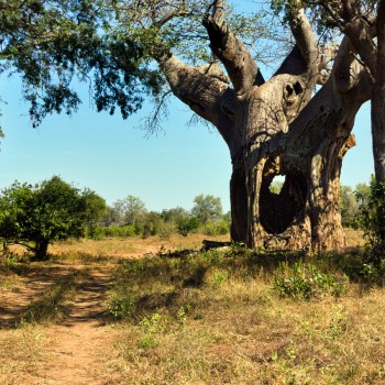 Frontside of the tree