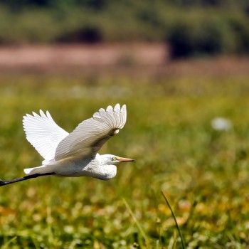 Great Egret