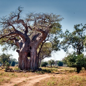 Backside of the tree?