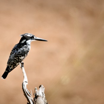 Pied Kingfisher