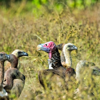 African White-backed Vultures and a Lappet-faced