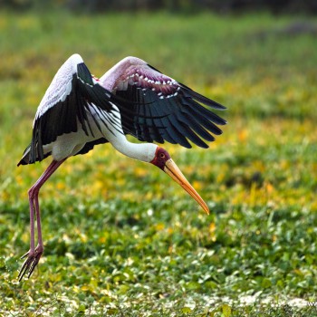 African Yellow-billed Stork