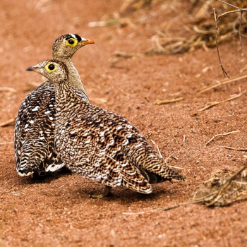 Roadblock