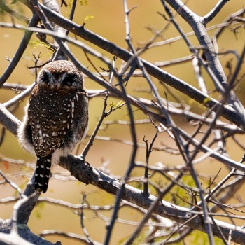 Owl not looking at you