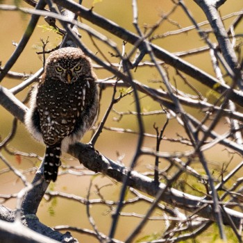 Owl looking at you