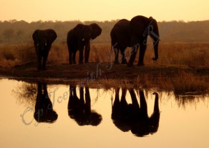 Nambwa Elephants